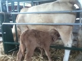 Picture cow calf