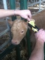 picture tagging calf